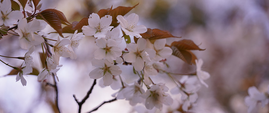 sakura1.jpg