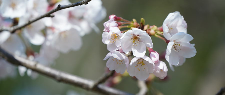 sakura2.jpg